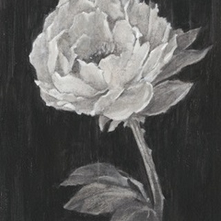 Black and White Flowers II