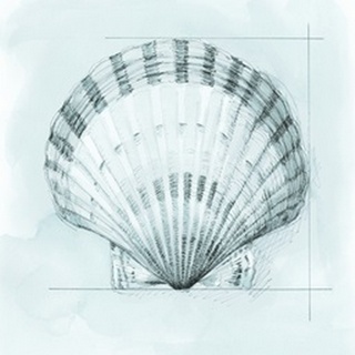 Coastal Shell Schematic III