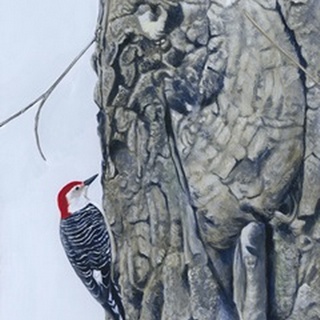 Red Bellied Woodpecker I