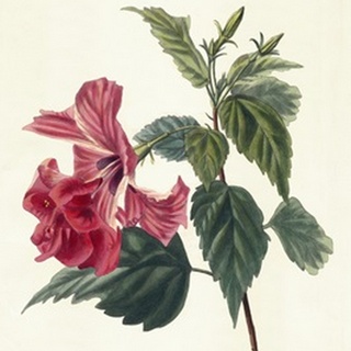 Rose Hibiscus II