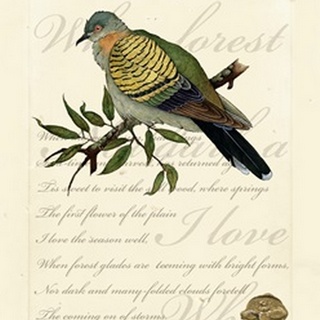 Romantic Dove I
