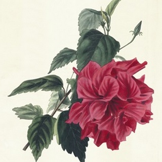 Rose Hibiscus I