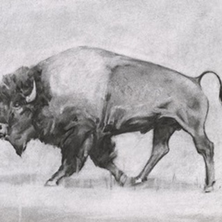 Wild Bison Study II
