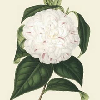 Antique Camellia I