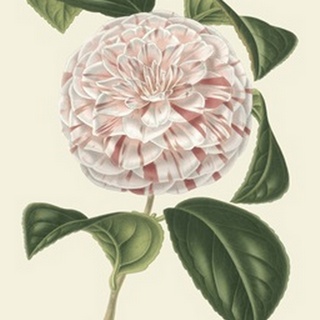 Antique Camellia III