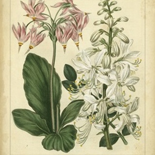 Garden Flora IV