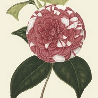Antique Camellia II