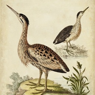Antique Bird Menagerie III