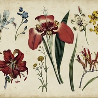 Antique Botanical Chart II
