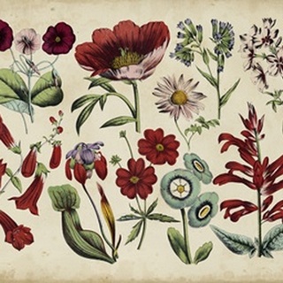 Antique Botanical Chart I