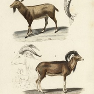 Antique Antelope and Ram Study