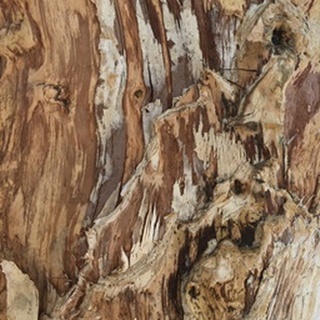 Tree Texture Triptych I