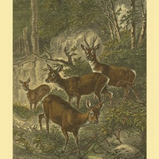 Small Roe Deer