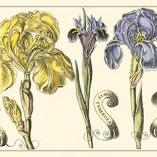 Small Iris in Bloom I (P)