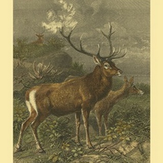 Small Red Deer