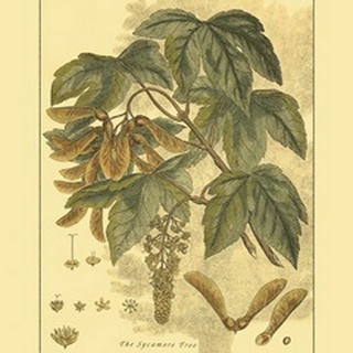 Small Antique Sycamore Tree (U)