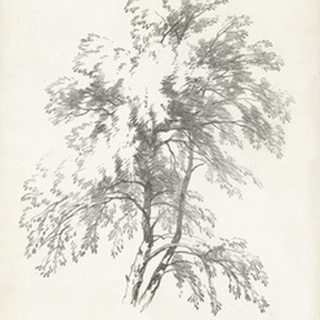 Birch Tree Study