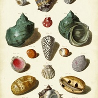 Muller Shells, Tab. V