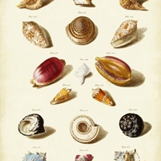 Muller Shells, Tab. VI