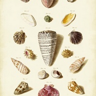 Muller Shells, Tab. III
