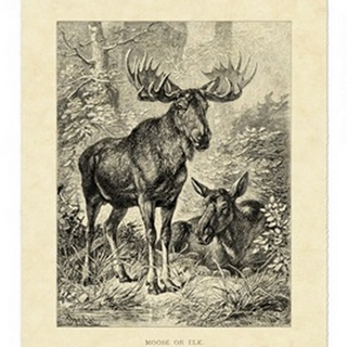 Vintage Moose or Elk