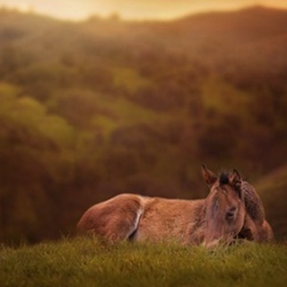 Foal in the Field I