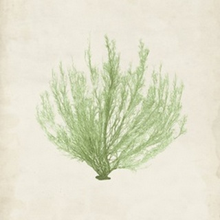 Peridot Seaweed VI