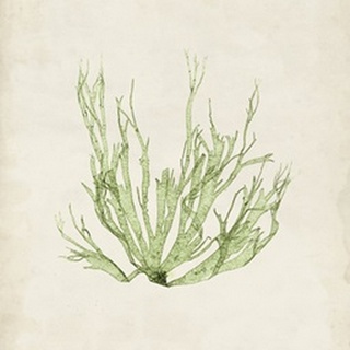 Peridot Seaweed IV