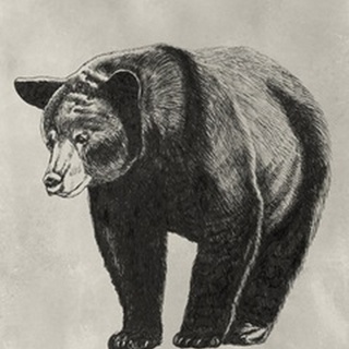 Pen and Ink Bear II