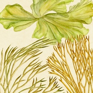 Vintage Seaweed Collection I