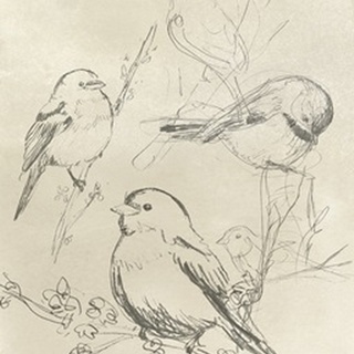 Vintage Songbird Sketch II