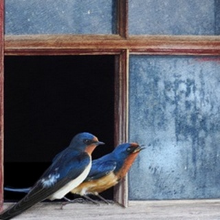 Barn Swallows Window