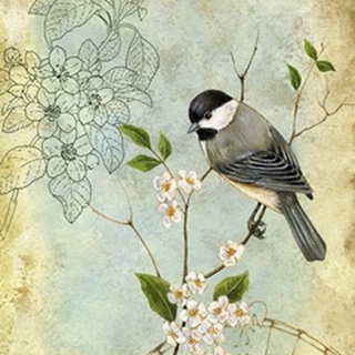 Songbird Sketchbook II
