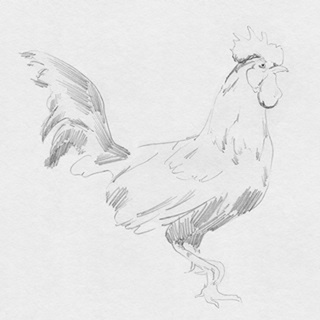 Big Rooster Sketch I