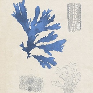 Blue Marine Algae VIII