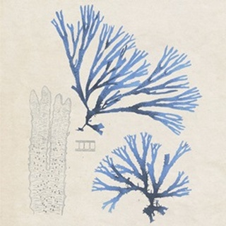 Blue Marine Algae V
