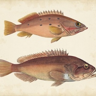 Antique Fish Species I