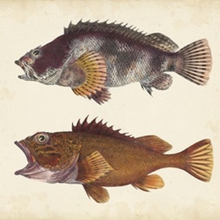Antique Fish Species II