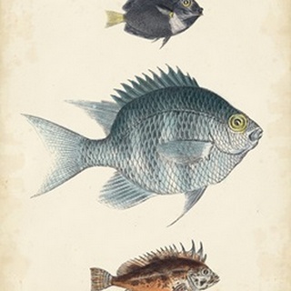 Antique Fish Species III