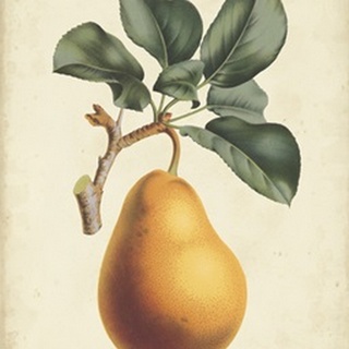 Antique Pear Botanical I