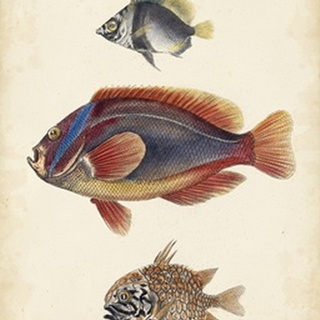 Antique Fish Species IV