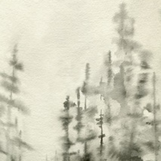 Foggy Pine Forest II
