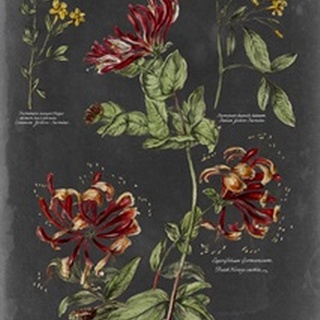 Vintage Botanical Chart II