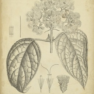 Vintage Curtis Botanical I