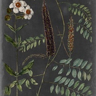 Vintage Botanical Chart V