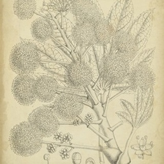 Vintage Curtis Botanical IV