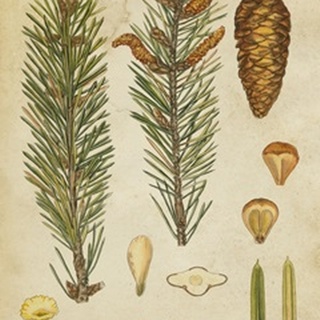 Vintage Conifers IV