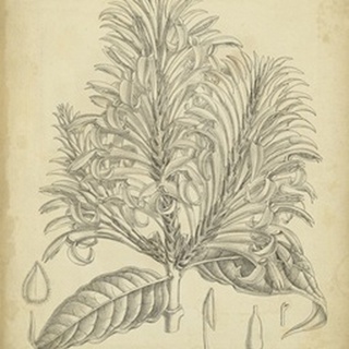 Vintage Curtis Botanical V