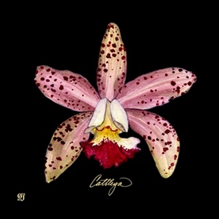 Vivid Orchid III