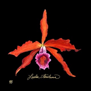 Vivid Orchid II
